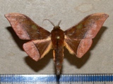 Plegapteryx anomalus